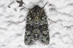 Lacinipolia strigicollis