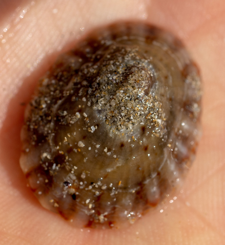 Cellana tramoserica
