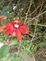 Coccinea