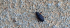 Haplandrus fulvipes