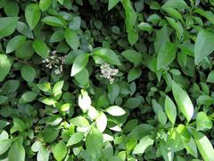 Ligustrum ovalifolium