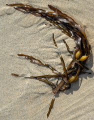 Phyllospora comosa
