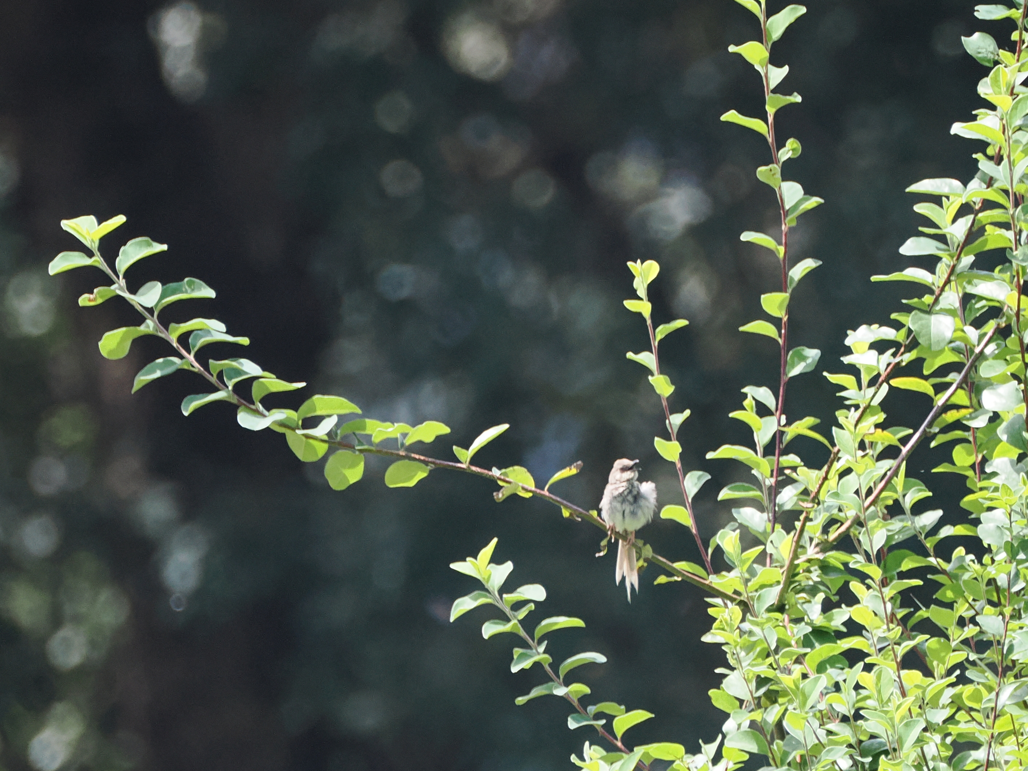 Himalayan Prinia