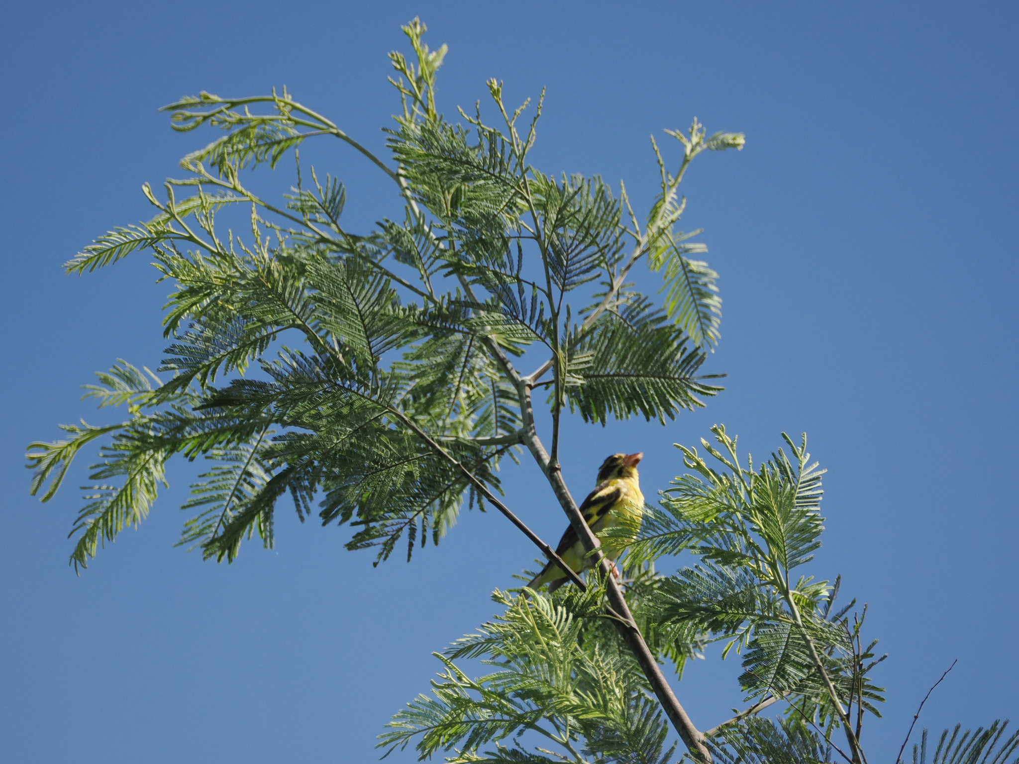 Yellow-breasted Greenfinch