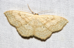Scopula inductata