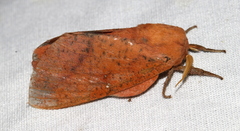 Syssphinx bicolor