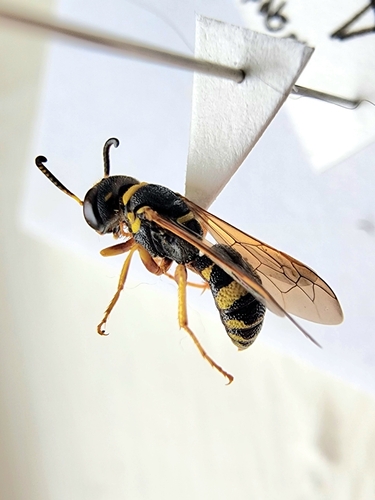 Flat-collared Beewolf photo 6