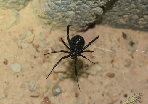 Dahl's Black Widow