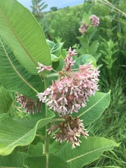 Asclepias speciosa × syriaca