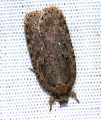 Agonopterix clemensella