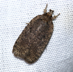 Agonopterix clemensella