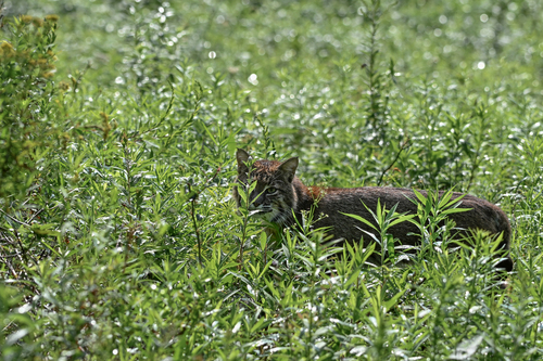 Bobcat photographed in Pennsylvania