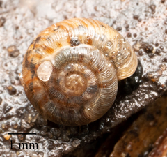 Scelidoropa officeri