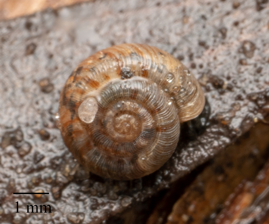 Scelidoropa officeri