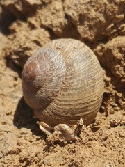 Xerarionta intercisa