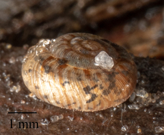 Scelidoropa officeri