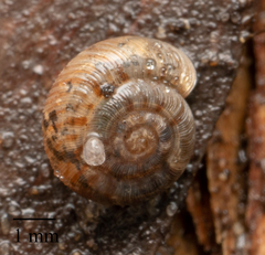 Scelidoropa officeri