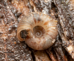 Scelidoropa officeri