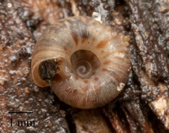 Scelidoropa officeri