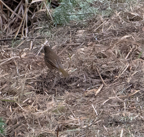 Pachycephala pectoralis