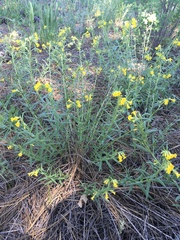 Lithospermum multiflorum
