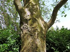 Platanus × hispanica