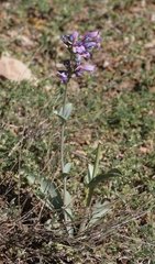 Penstemon pachyphyllus