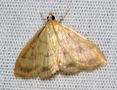 Crocidophora tuberculalis