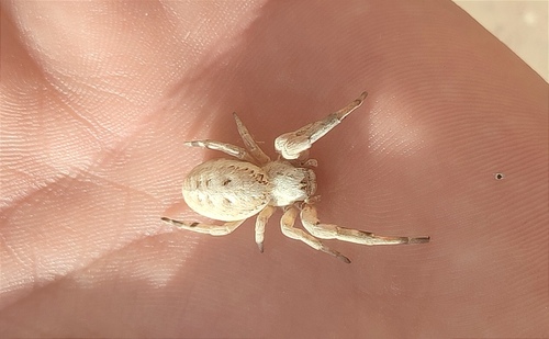 Stegodyphus pacificus