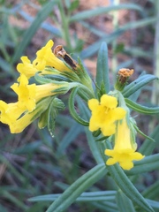Lithospermum multiflorum