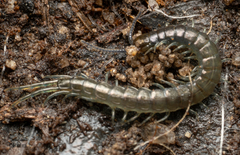 Cormocephalus esulcatus