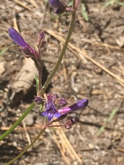 Penstemon heterodoxus
