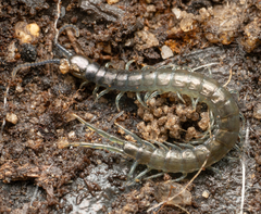 Cormocephalus esulcatus