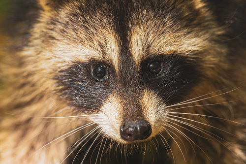 Common Raccoon photographed in Pennsylvania