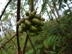 Xylopia aromatica