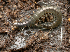 Cormocephalus esulcatus