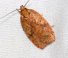 Agonopterix robiniella
