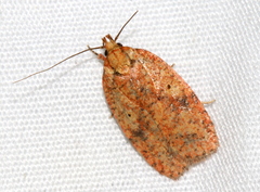 Agonopterix robiniella