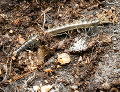 Cormocephalus esulcatus