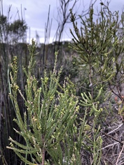 Passerina ericoides