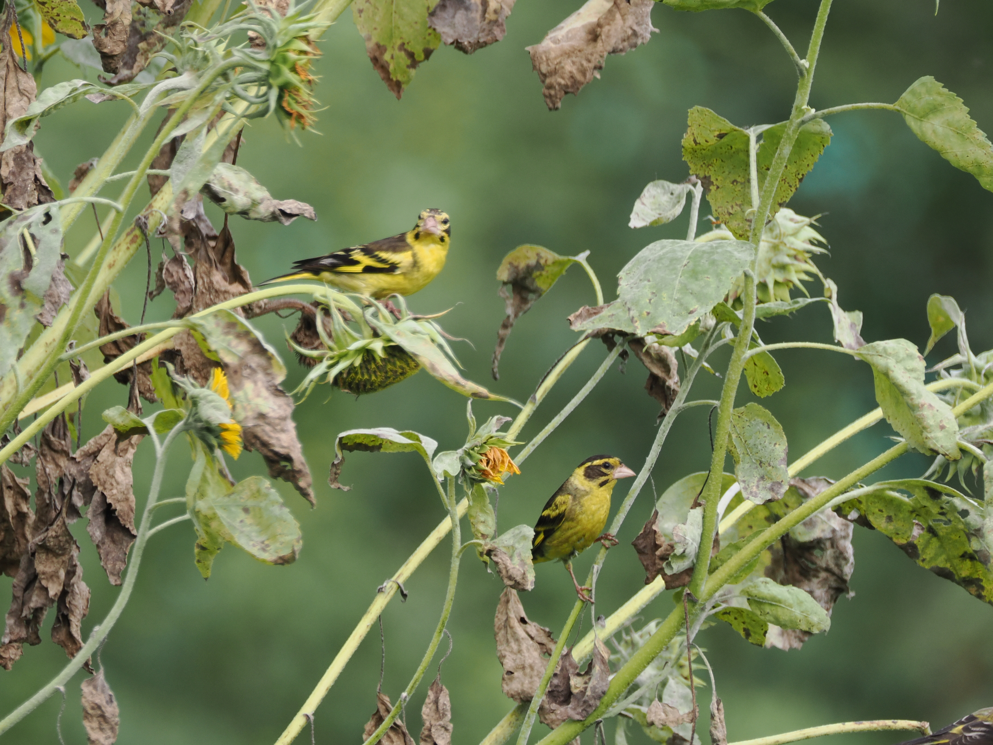 Yellow-breasted Greenfinch