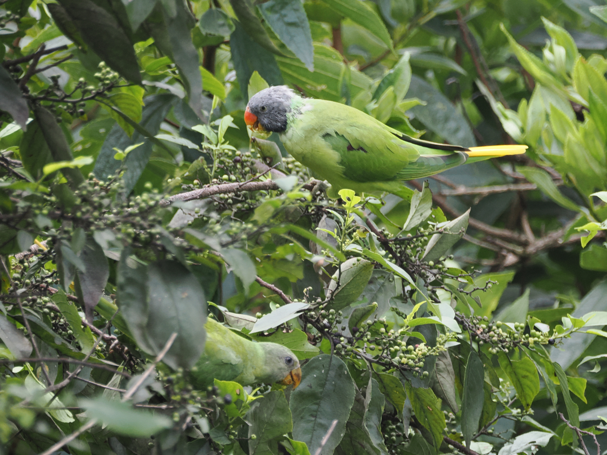Slaty-headed Parakeet