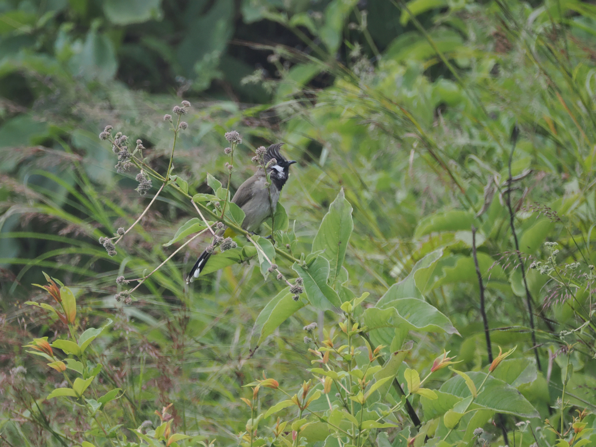 Himalayan Bulbul