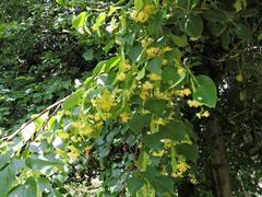 Tilia