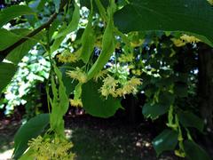 Tilia
