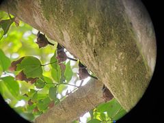 Emballonuridae