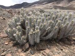Euphorbia handiensis