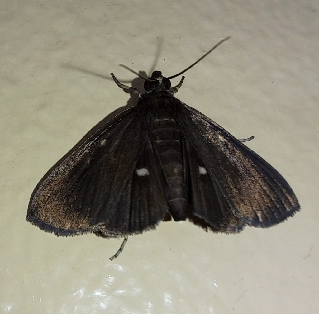 Hymenia lophoceralis