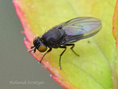 Cnemacantha muscaria