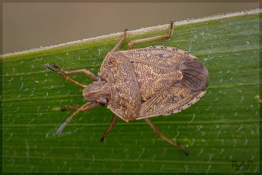 Oenopiella punctaria